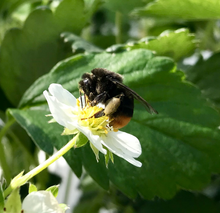 画像をギャラリービューアに読み込む, クロマルくろびー