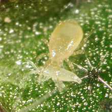 画像をギャラリービューアに読み込む, メリトップ