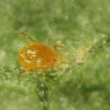 画像をギャラリービューアに読み込む, チリトップ