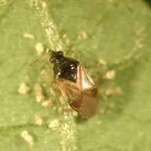 画像をギャラリービューアに読み込む, リクトップ(100頭入り)