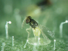 画像をギャラリービューアに読み込む, ツヤトップ25