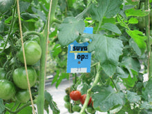 画像をギャラリービューアに読み込む, ツヤトップ25