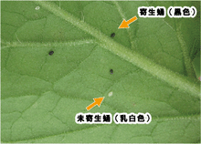 画像をギャラリービューアに読み込む, ツヤトップ25