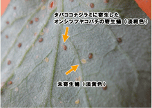 画像をギャラリービューアに読み込む, ツヤトップ25