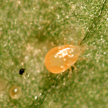 画像をギャラリービューアに読み込む, ミヤコトップ