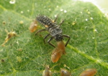 画像をギャラリービューアに読み込む, テントップ(200頭入り)