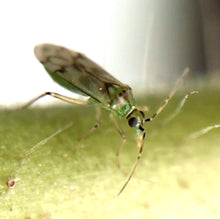 画像をギャラリービューアに読み込む, バコトップ &天敵用餌ひもセット