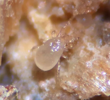 画像をギャラリービューアに読み込む, スワマイト