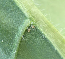 画像をギャラリービューアに読み込む, スワマイト